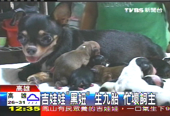 吉娃娃「黑妞」生9胎 忙壞飼主