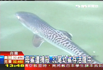 母鯊遭捕殺 32尾幼鯊存活腹中