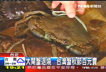 大閘蟹退燒 　台灣蟹秋節百元賣