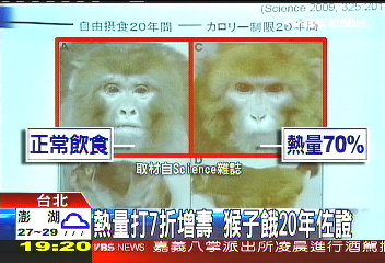熱量打7折增壽 猴子餓20年佐證