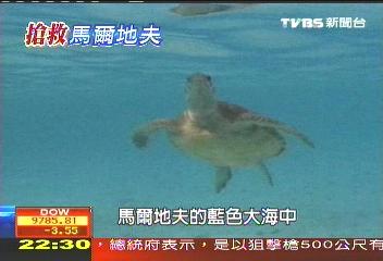 【搶救馬爾地夫】同海龜遊大海! 馬爾地夫海洋保育