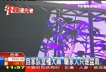自家臥室種大麻　騙家人只是盆栽
