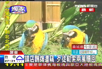 〈獨家〉鎮店鸚鵡遭竊 歹徒勒索2萬贖回