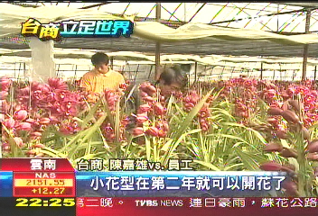台商雲南薰衣草田　打造普羅旺斯