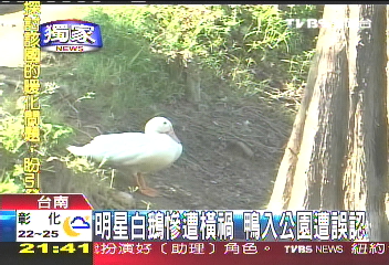〈獨家〉明星白鵝慘遭橫禍　鴨入公園遭誤認