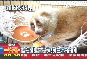 誤把懶猴當樹懶！　師生不捨揮別