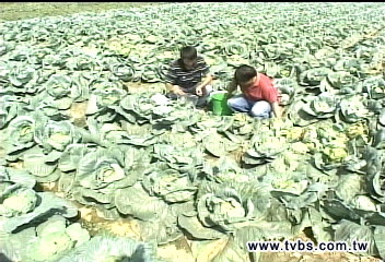菜瘟！600公頃包心甘藍　腐爛枯死