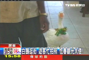 白鵝逛街！遊客忙拍照　恆春觀光大使