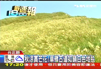 秋涼賞芒花！　草嶺古道如鋪白色地毯