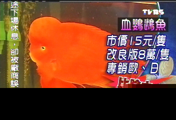 2隻蝦=1輛新車 黑金剛蝦一對36萬