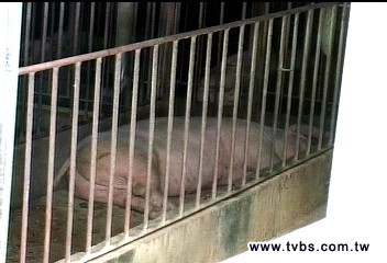 「160頭豬咳嗽」 台首例H1N1人傳豬