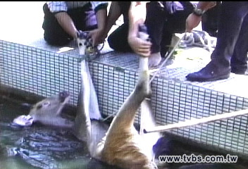 水鹿怕人抓 跳進深池險滅頂