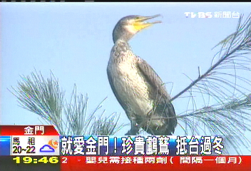 就愛金門!珍貴鸕鶿 抵台過冬