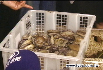 陸鮑充台鮑? 驗出禁藥超量66倍