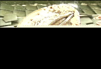 「只吃海菜」 台鮑魚東北角繁殖搶市
