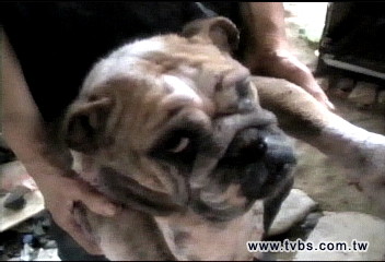 路見不平救病犬　愛心女被當賊挨告