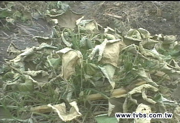 疑被報復下毒　龍鬚菜田一夜枯黃