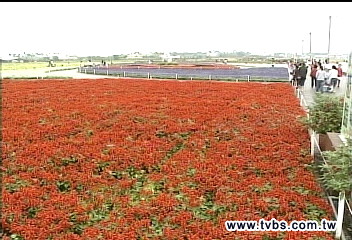 新社花海節開幕 35公頃花田迎客