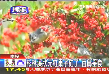 〈獨家〉杉林溪狀元紅　果子紅了、百鳥爭食