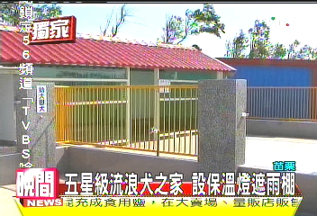 〈獨家〉五星級流浪犬之家　設保溫燈遮雨棚