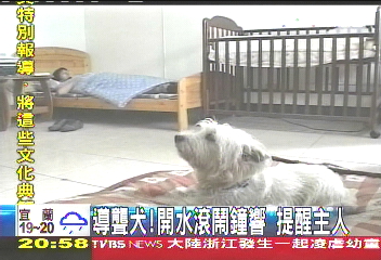 〈獨家〉導聾犬！開水滾、鬧鐘響　提醒主人