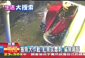 搬魚大作戰 魟魚拔毒刺鯊魚麻醉