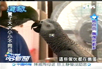 「海鳥樂園」 趙自強愛鸚鵡成癡
