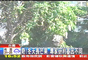 奇！冬天長芒果　專家研判基因不同