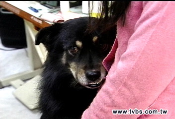 狗咬人被告　狗主憂自己抬不起頭