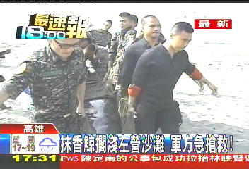抹香鯨擱淺左營沙灘 軍方急搶救!