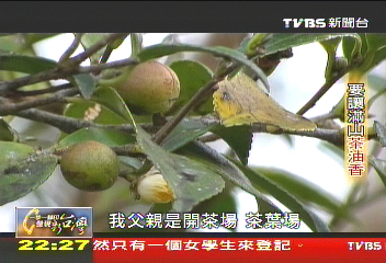 【一步一腳印】要讓滿山茶油香　兩代傳承種茶樹
