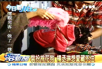 裝扮桃花狗　楊丞琳想愛藏不住