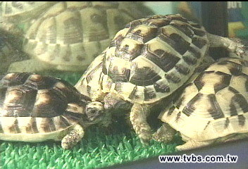 玩寵物龜染病菌　男童拉血便險死