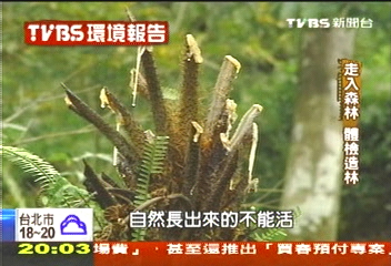 【TVBS環境報告】砍大樹種小樹? 造林政策引爭議