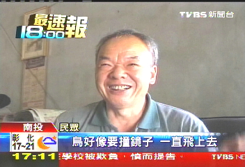 怪!白鶺鴒尋鏡中「同伴」 每天撞鏡子