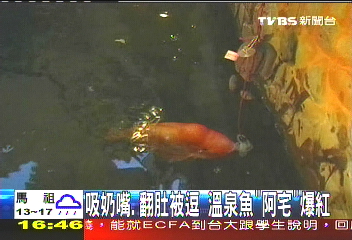 吸奶嘴、翻肚被逗　溫泉魚「阿宅」爆紅