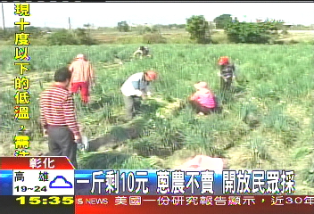 一斤剩10元蔥農不賣　開放民眾採