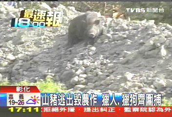 山豬逃出毀農作　獵人、獵狗齊圍捕