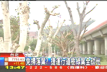 免掃落葉? 捷運行道樹綠葉全砍光
