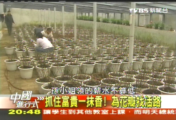 【中國進行式】抓住富貴一抹香! 為花瓣找活路