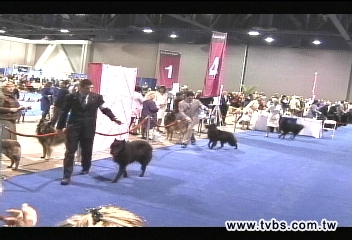 百年全美狗展大賽 4千名犬爭冠