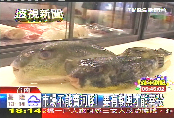市場不能賣河豚! 要有執照才能宰殺