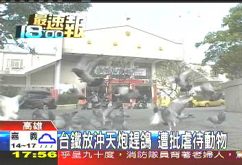 台鐵放沖天炮趕鴿　遭批虐待動物