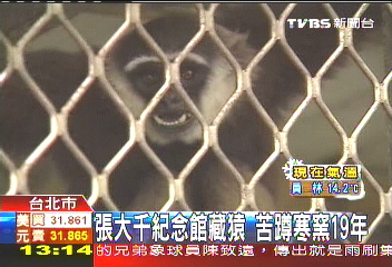 張大千紀念館藏猿 「苦蹲寒窯」19年