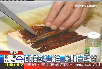 白鰻苗成海上黃金　身價創10年新高