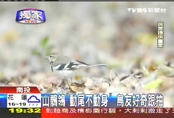 〈獨家〉山鶺鴒「動尾不動身」 鳥友好奇跟拍