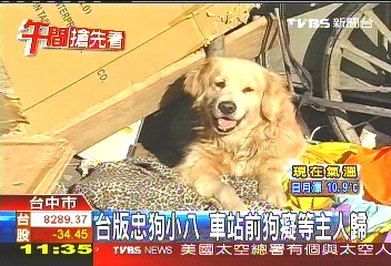 台版「忠犬小八」 車站前狗癡等主人歸