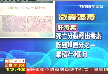 官方隱匿？　石門等水庫有致癌藻毒