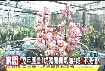 虎年應景！虎頭蘭買氣增4成　不漲價