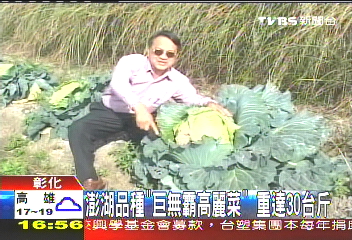 澎湖品種「巨無霸高麗菜」 重達30台斤